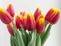 Bouquet isolated red yellow tulips in vase Royalty Free Stock Photo