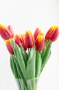 Bouquet isolated red yellow tulips in vase Royalty Free Stock Photo