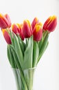 Bouquet isolated red yellow tulips in vase Royalty Free Stock Photo