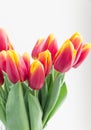 Bouquet isolated red yellow tulips in vase