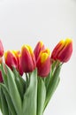 Bouquet isolated red yellow tulips in vase Royalty Free Stock Photo