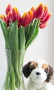 Bouquet isolated red yellow tulips in vase Royalty Free Stock Photo