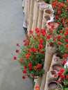 a bouquet of japanese rose flowers Royalty Free Stock Photo