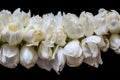 The bouquet of jasmine