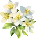 a bouquet of Jasmine flowers. AI-Generated. Royalty Free Stock Photo