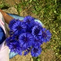 bouquet of knapweed