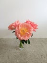 Bouquet of large coral peonies