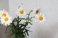 Bouquet of large daisies stands on  gray background Royalty Free Stock Photo