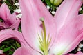 Bouquet of large Lilies .Lilium, belonging to the Liliaceae. Blooming pink tender Lily flower .Pink Stargazer Lily Royalty Free Stock Photo