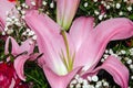 Bouquet of large Lilies .Lilium, belonging to the Liliaceae. Blooming pink tender Lily flower .Pink Stargazer Lily Royalty Free Stock Photo