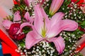 Bouquet of large Lilies .Lilium, belonging to the Liliaceae. Blooming pink tender Lily flower .Pink Stargazer Lily Royalty Free Stock Photo