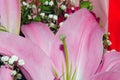 Bouquet of large Lilies .Lilium, belonging to the Liliaceae. Blooming pink tender Lily flower .Pink Stargazer Lily Royalty Free Stock Photo