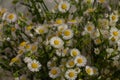 Bouquet of a large number of small daisies