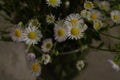 Bouquet of a large number of small daisies