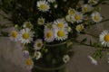 Bouquet of a large number of small daisies