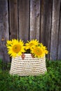 A bouquet of large sunflowers in a straw bag is standing near a wooden house Royalty Free Stock Photo