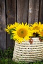 A bouquet of large sunflowers in a straw bag is standing near a wooden house Royalty Free Stock Photo