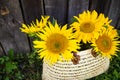 A bouquet of large sunflowers in a straw bag is standing near a wooden old house Royalty Free Stock Photo