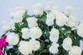 bouquet of large white roses Royalty Free Stock Photo