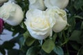 bouquet of large white roses Royalty Free Stock Photo
