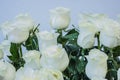 bouquet of large white roses Royalty Free Stock Photo