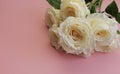 A bouquet of large white or tea-colored roses on a pink background Royalty Free Stock Photo