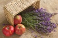 Bouquet of lavagna in a basket with an apple Royalty Free Stock Photo