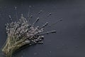 Bouquet of lavender on a black background Royalty Free Stock Photo