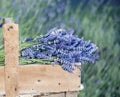 Bouquet of lavender flowers Royalty Free Stock Photo
