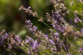 Bouquet of lavender flowers on a wooden background. Lots of fragrant summer flowers Royalty Free Stock Photo