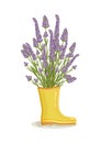 Bouquet of lavender flowers in yellow rain boots. Spring composition for women's day, mother's day, birthday and Royalty Free Stock Photo