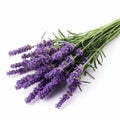 Close-up Lavender Flowers On White Background