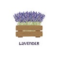 Bouquet of lavender in a wooden planter. Vector illustration.