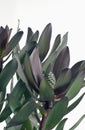 Bouquet leucadendron vertical