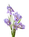 Bouquet of light lilac flowers isolated on a white background. Iris Croatian Royalty Free Stock Photo