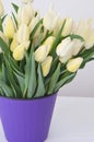 Tulip Snow Lady classic triumph white. bouquet of tulip color light, white