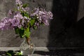 Bouquet of lilac in glass vase Royalty Free Stock Photo