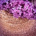 A bouquet of lilac Royalty Free Stock Photo