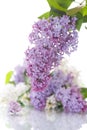 Bouquet of lilac Royalty Free Stock Photo