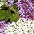 A bouquet of lilacs.Blooming white lilac.Background of multicolored lilac flowers.Beautiful lilac branches. Royalty Free Stock Photo
