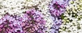 A bouquet of lilacs.Blooming white lilac.Background of multicolored lilac flowers.Beautiful lilac branches. Royalty Free Stock Photo