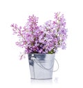 Bouquet of lilacs in a bucket isolated on a white background