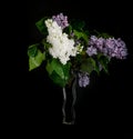 Bouquet of Lilacs in a glass vase isolated on blsck