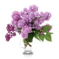 Bouquet of Lilacs in a Glass Vase isolated on white. Branch with Lilac Flowers. Royalty Free Stock Photo