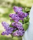 Bouquet of lilacs in woman hands