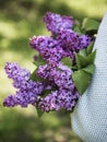 Bouquet of lilacs in woman hands