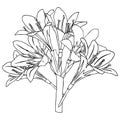 Bouquet of lilies in doodle style. Openwork illustration on white background. Royalty Free Stock Photo