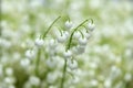 Bouquet of lilies of the valley. Background consisting of lily of the valley flowers