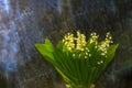 A bouquet of lilies of the valley in a glass vase, lilies of the valley on a blue marble background with yellow backlight Royalty Free Stock Photo