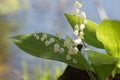 Bouquet of lilies of the valley near the lake on a sunny summer day Royalty Free Stock Photo